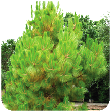 Pinus Roxburghii