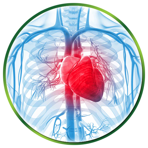 Cardiovascular System